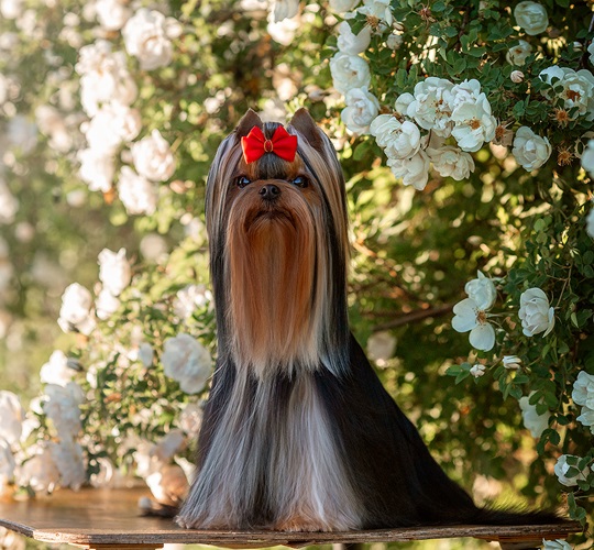 LARANTA LAPLANDIA &mdash; Labaza DogPedigree YorkshireTerrier